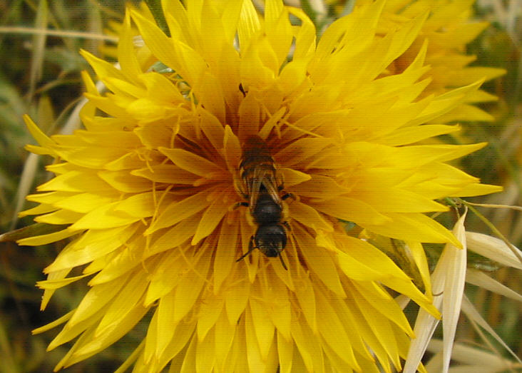 Femmina di Apidae Halictinae